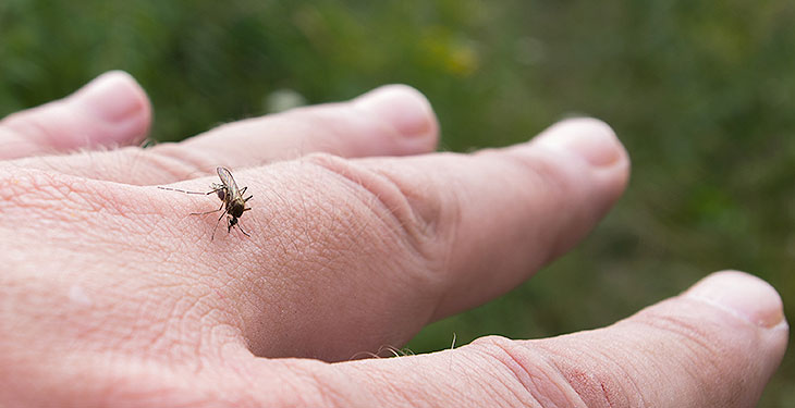 Medidas de prevención contra el dengue